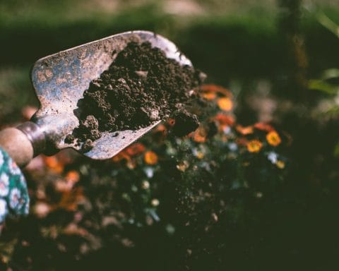 Je tuin onderhouden Let op voor deze 5 veelgemaakte fouten